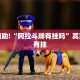 必看教程“财神十三张辅助器”其实确实有挂