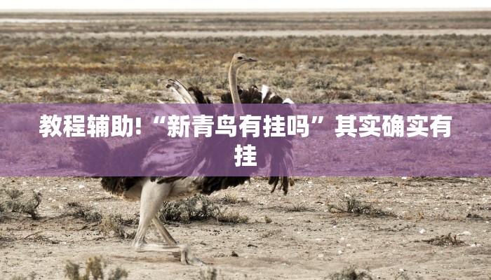 教程辅助!“新青鸟有挂吗”其实确实有挂